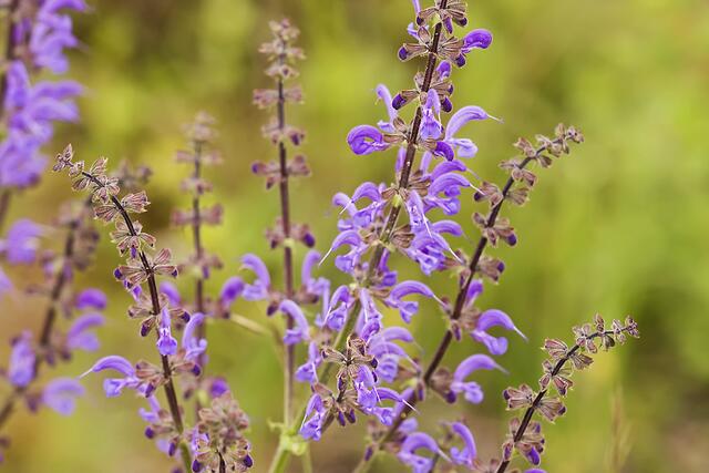 Wiesen-Salbei * Salvia pratensis