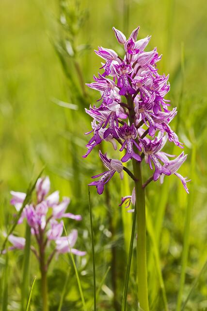 Helm-Knabenkraut * Orchis militaris