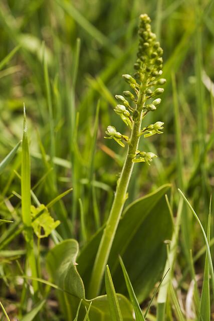 Eiförmiger Zweiblatt / Großes Zweiblatt * Listera ovata
