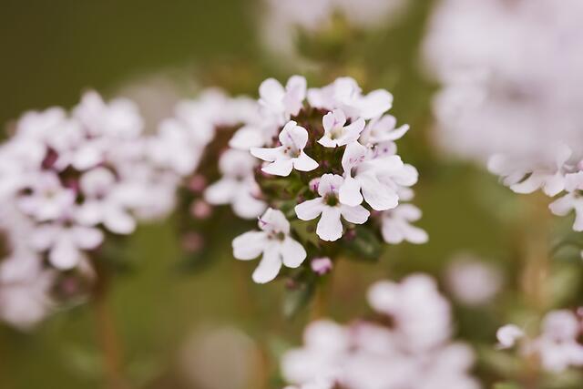 Thymian