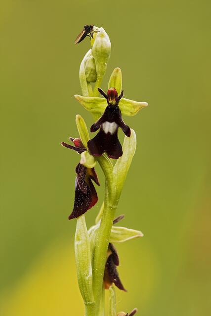 Fliegen-Ragwurz * Ophrys insectifera