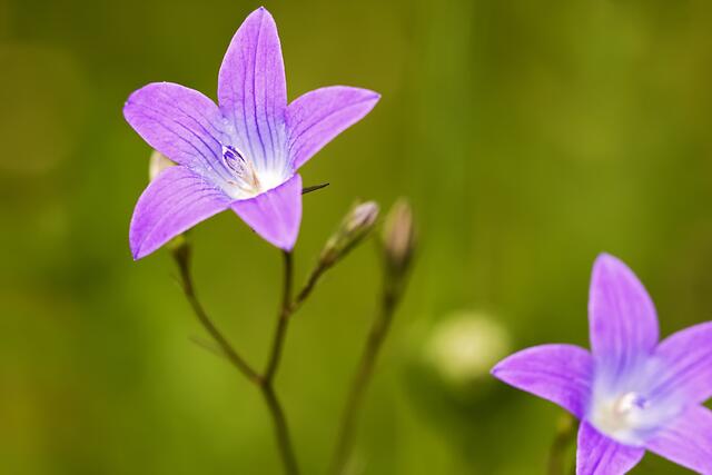 Wiesen-Glockenblume * Campanula patula