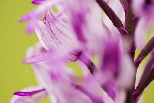 Helm-Knabenkraut * Orchis militaris