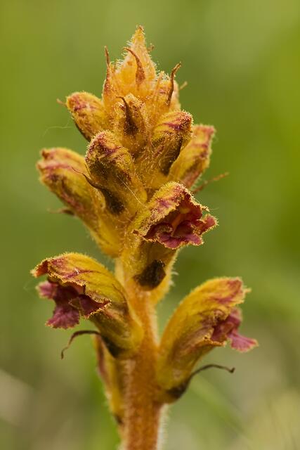 Zierliche Sommerwurz * Orobanche gracilis