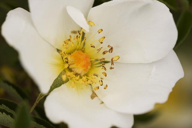 Bibernell-Rose * Rosa pimpinellifolia
