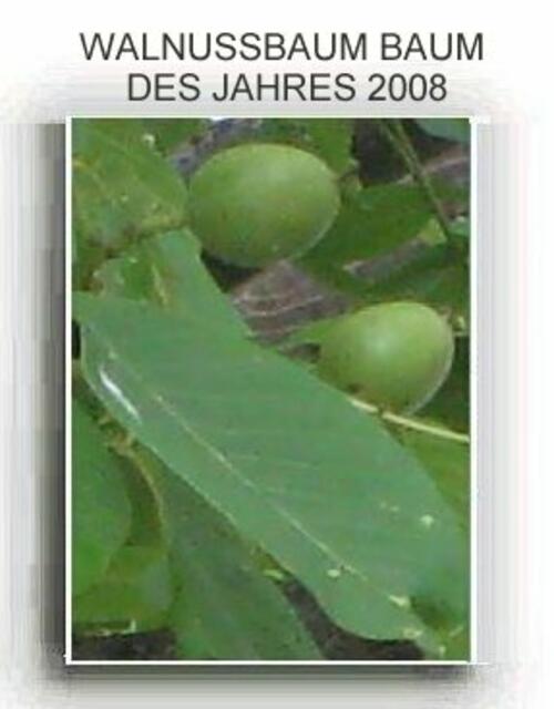 noch grüne Walnüsse - für einen leckeren Likör geeignet