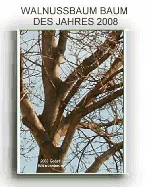 Stamm von meinem WALNUSSBAUM