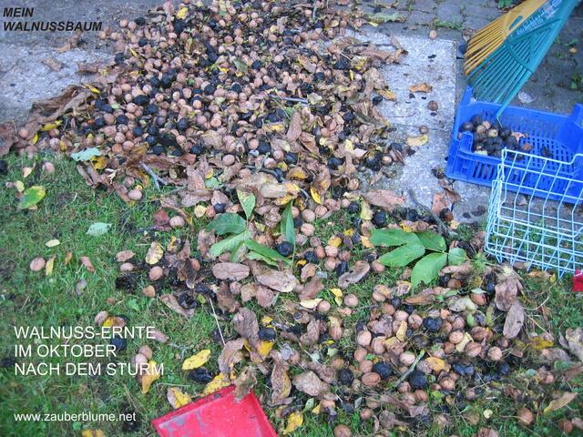 Walnuss-Ernte nach einem Sturm - im Oktober - Die schwarzen Schalen färben die Finger braun - also weg damit