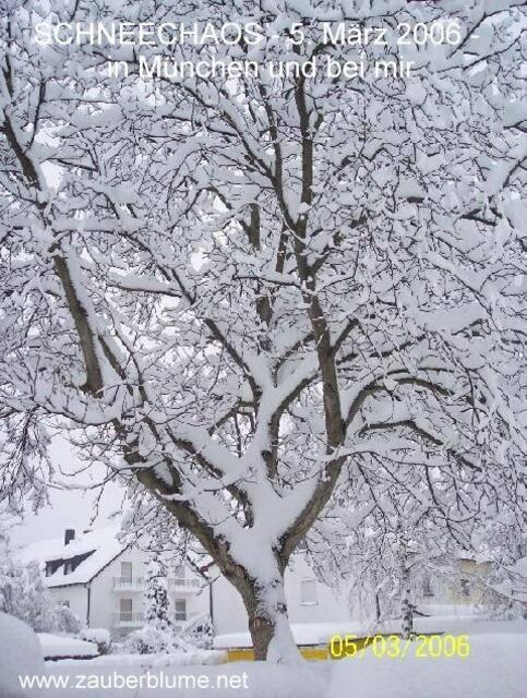 im Winter - mein WALNUSSBAUM