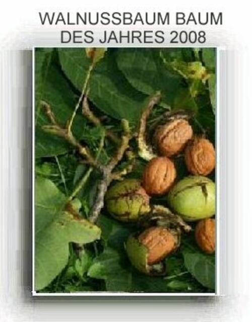 Walnüsse nach einem Sturm zum Einsammeln