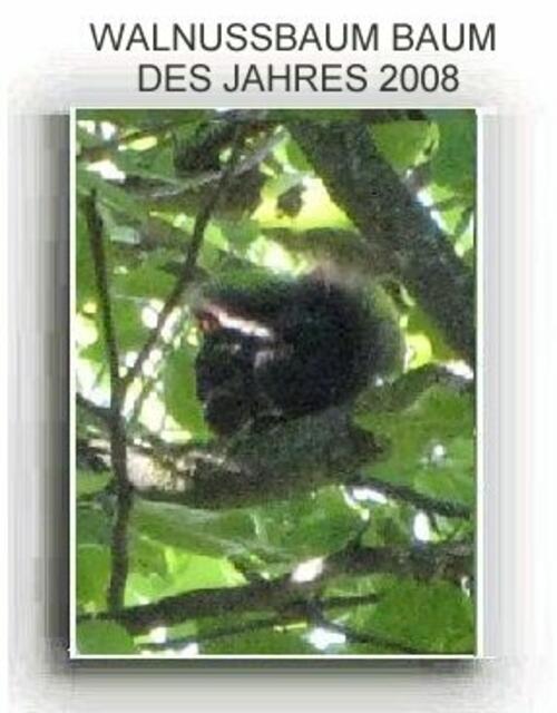 Besuch - im WALNUSSBAUM - Foto Entfernung ca. 25 m aufgenommen