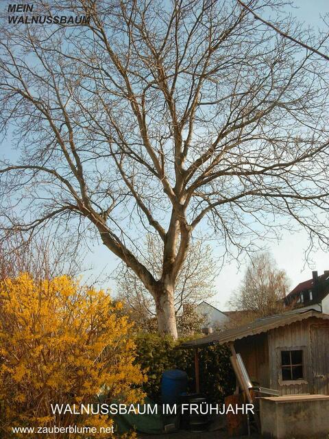WALNUSSBAUM IM FRÜHJAHR