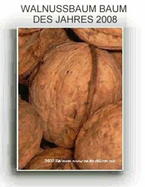 Walnüsse - nach dem Trocknen - ab 1. Advent zum Verarbeiten und Essen geeignet