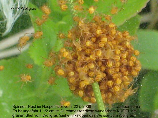 Lösung - Spinnen-Nest im Haspelmoor vom  23.5.2008                        Zauberblume