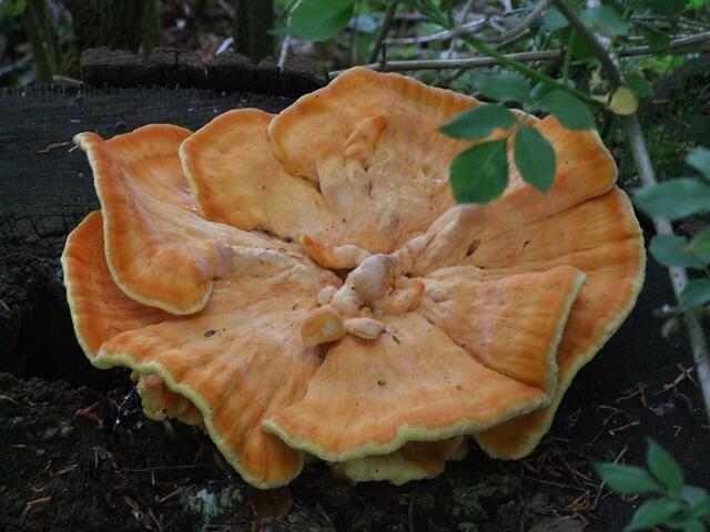 oder orange