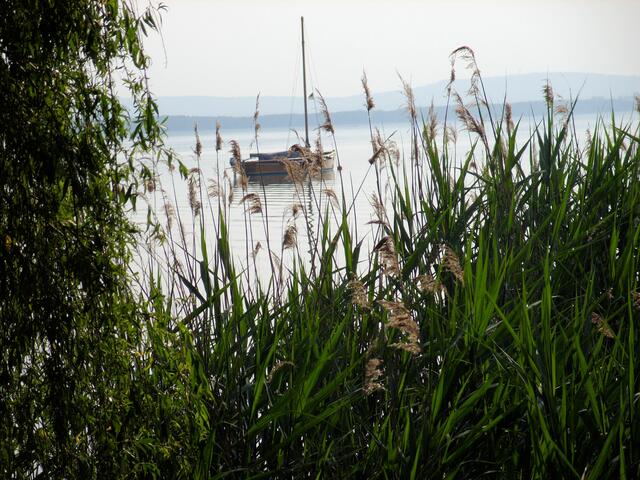 Ein Blick durchs Schilf