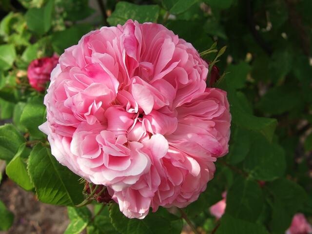 "Mary Rose" - Englische Rose von D. Austin (1983)