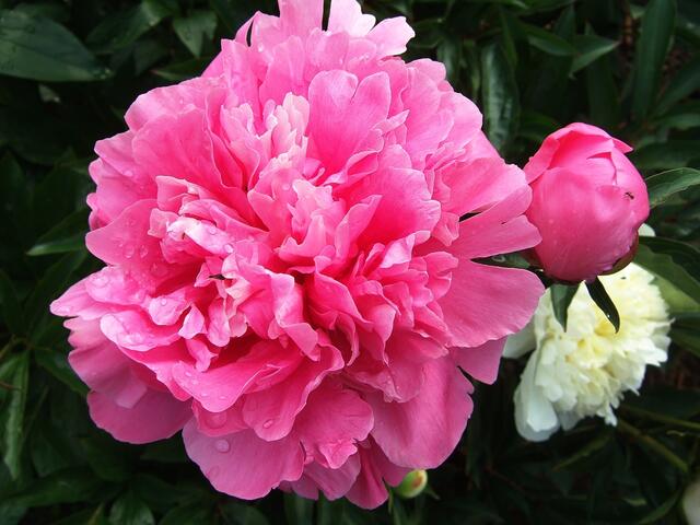 Pfingstrosen - der rosa Traum und die weiße Unschuld
