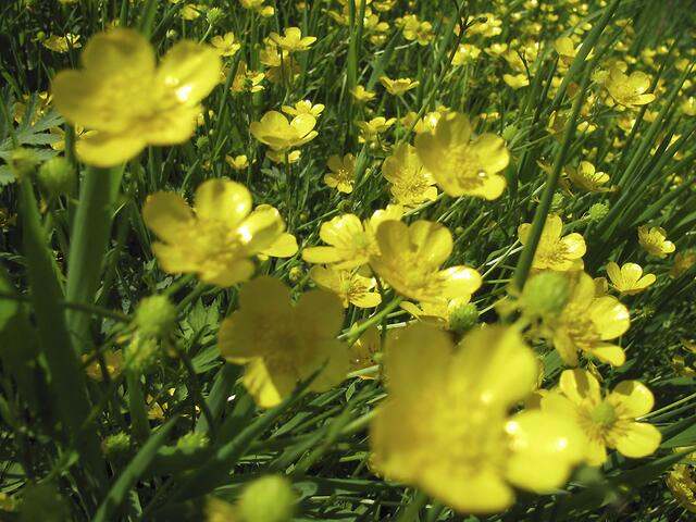 Butterblumen