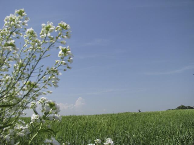 Horizont