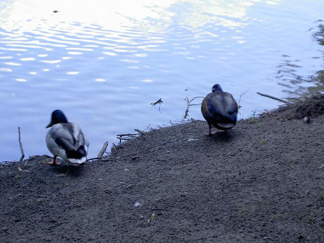 Enten am Teich