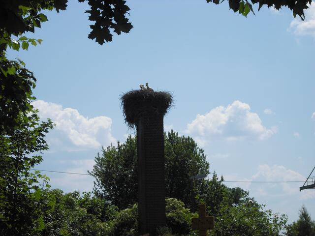 Storchennest am Blumenkrater