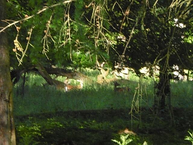 Rehe