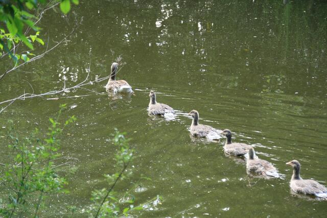 kommt Kinder wir schwimmen heim