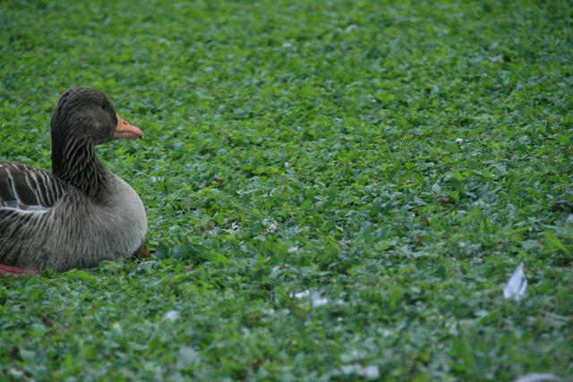 isch zeig misch nischt gans