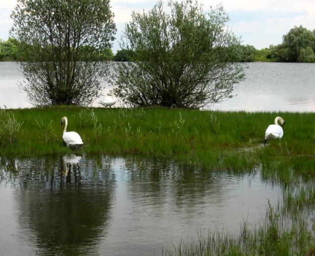 Schabringer Weiher - tierischer Besuch