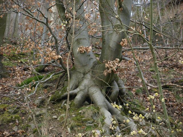 Felsenklammerer