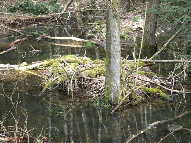 Wasser-Knorz