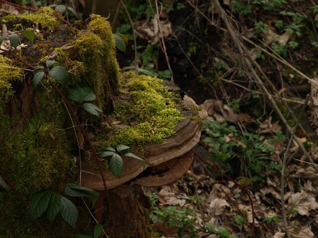 Pilz-Knorz