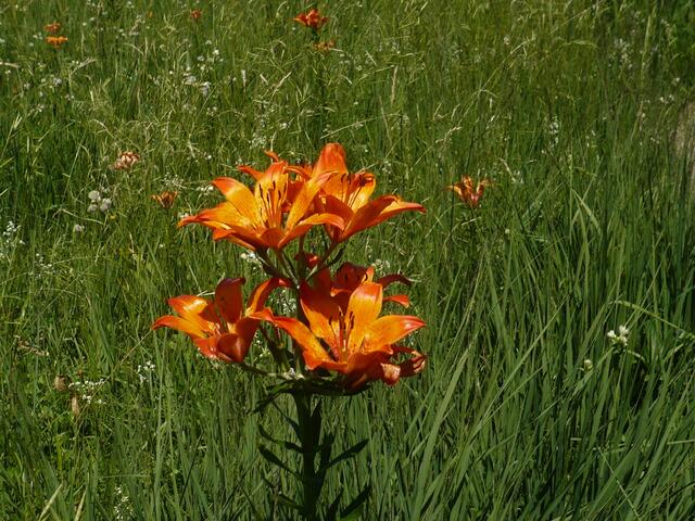 Lilie in voller Schönheit