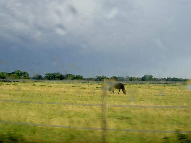 Pferd