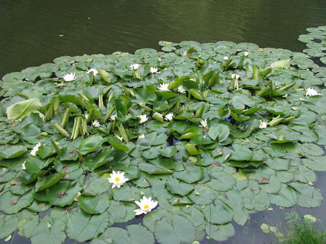 Teichrosen