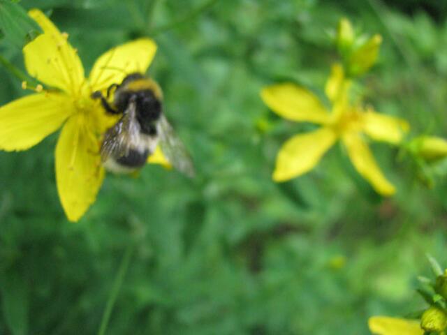 Eine Hummel fliegt von...