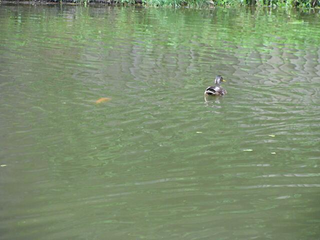 Fisch und Ente