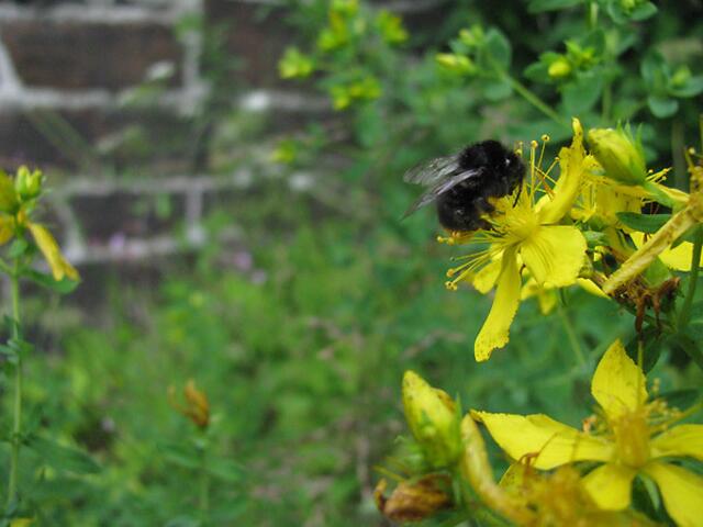 ...Blüte zu Blüte.