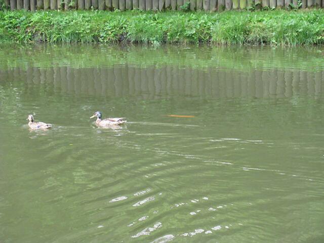 Fisch und zwei Enten.