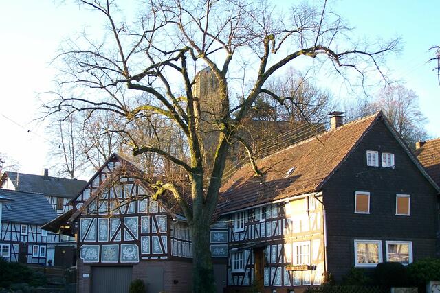 die Linde hat alles im Griff