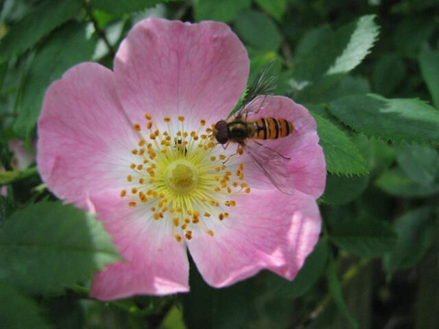 Eine Art Schwebfliege an einer Hagebuttenblüte?