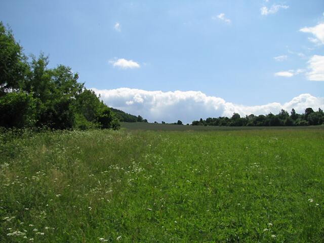 Auf der Wiese.