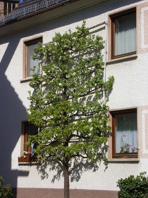 Birnbaum, mal anders - Spalierobst