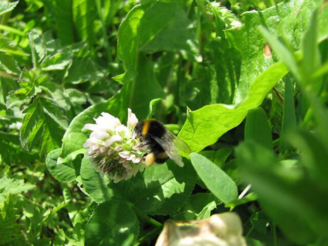 Aha, eine Hummel. Die kenn' ich. :-))