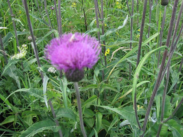 Ist ja schließlich eine Distel.