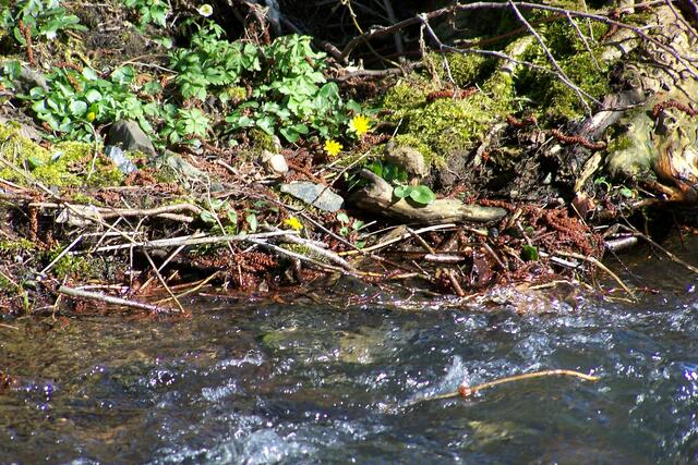 am Bach