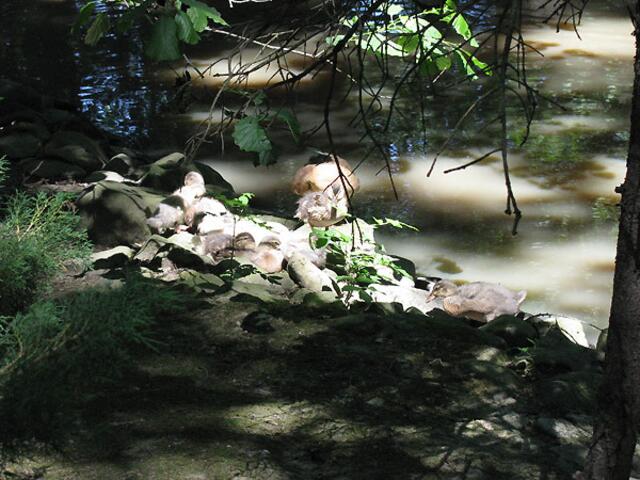 Die kleinen Enten sind gut getarnt im Sonnenlicht.