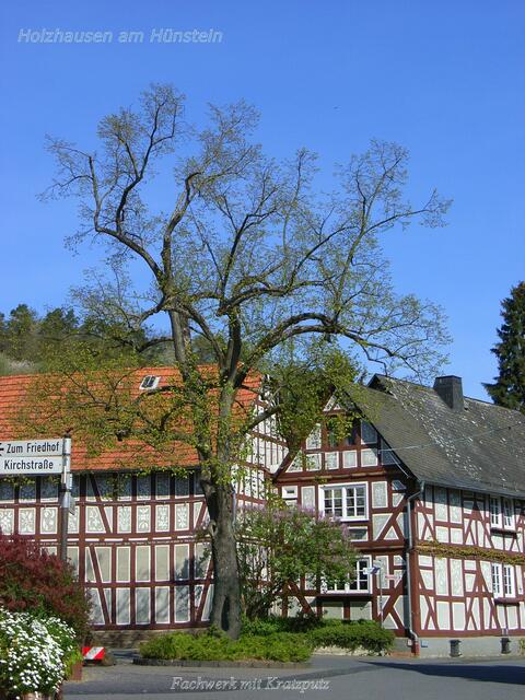 Die Linde im Frühling