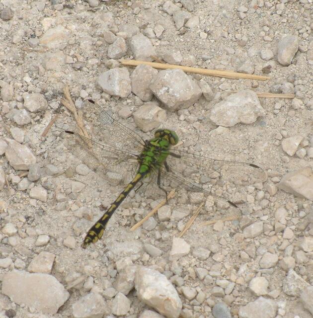 Sehr gut sind die keilförmigen grünen Flecken auf dem Hinterleib zu erkennen, die der Libelle den Namen gaben.